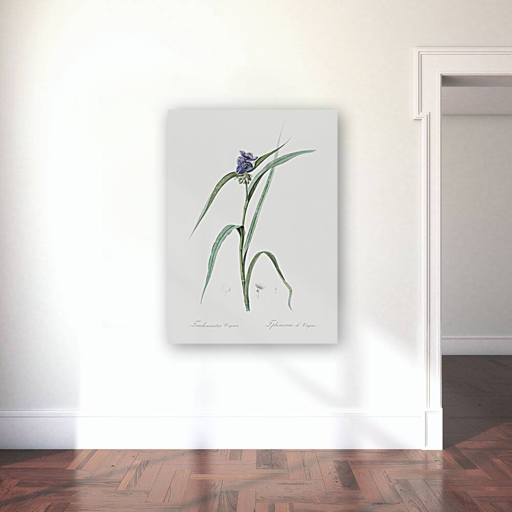 Virginia spiderwort illustration  Reproduction