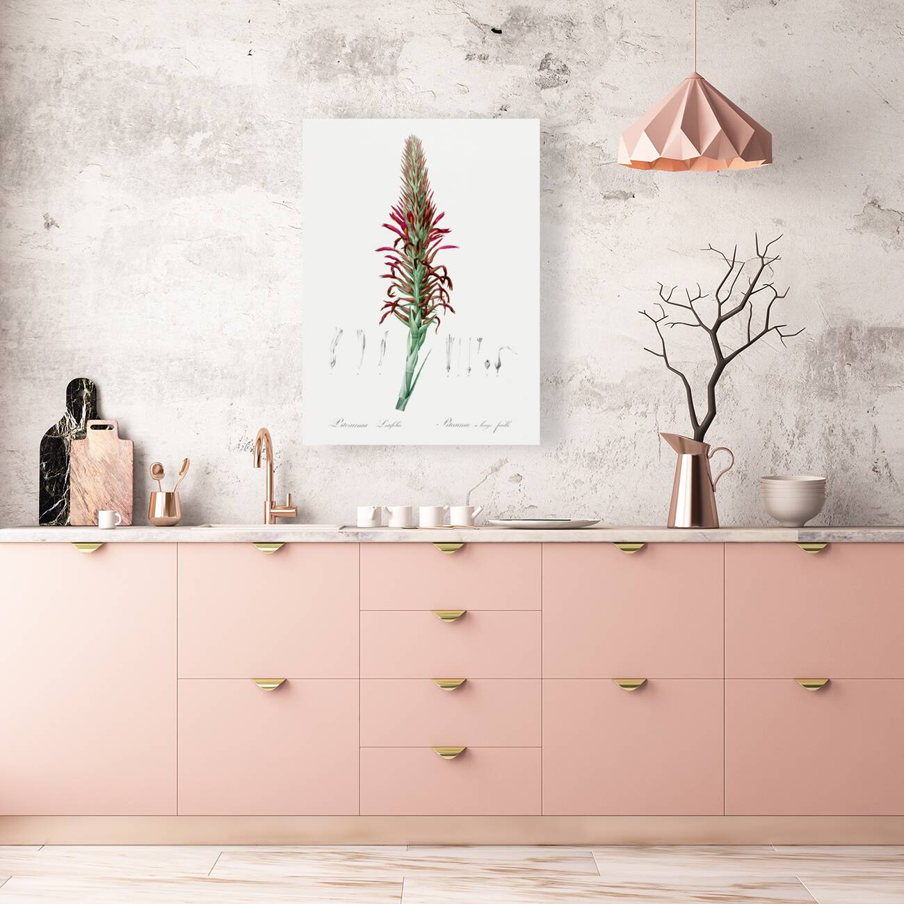 Pitcairnia latifolia illustration  Reproduction