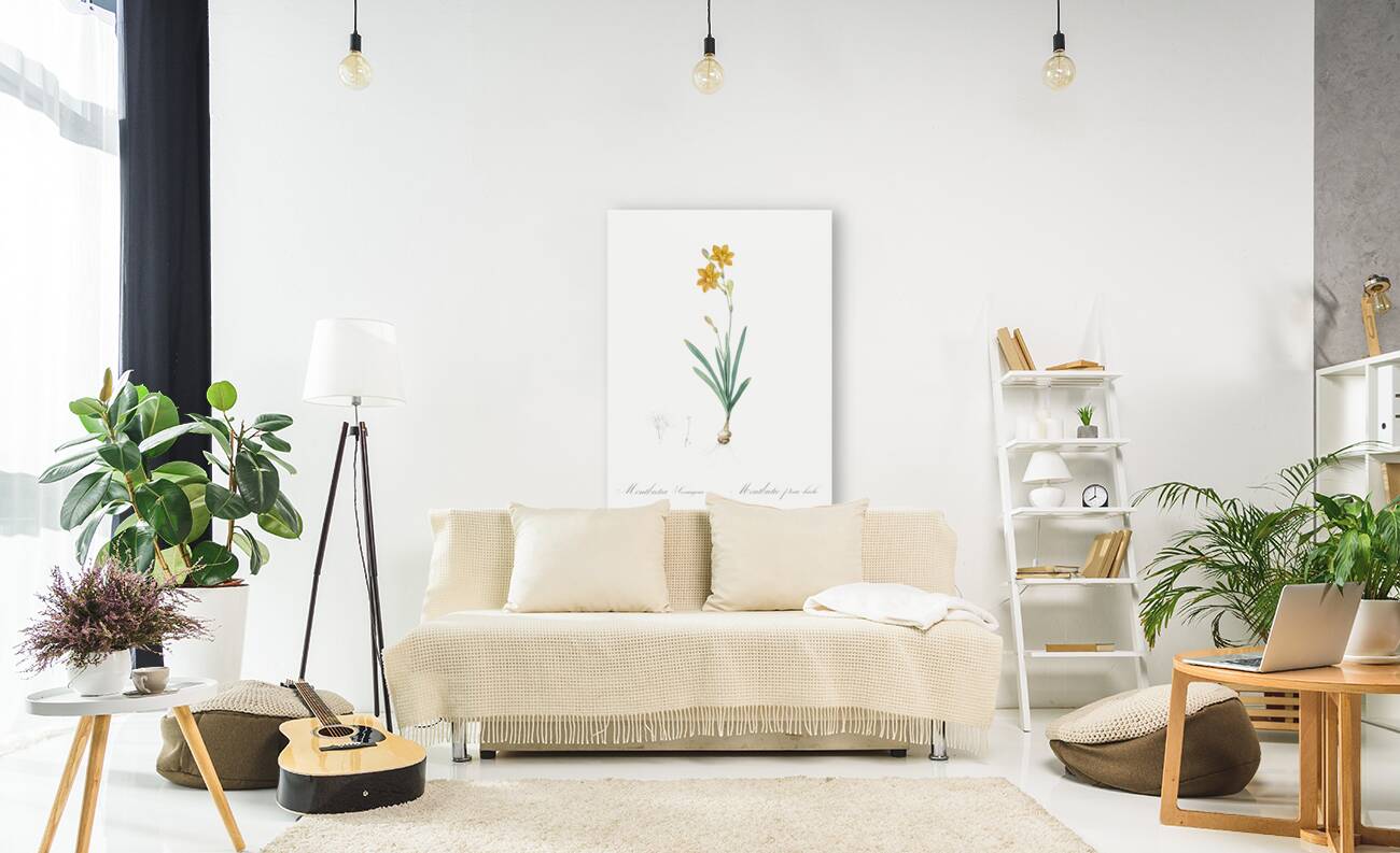 Pitcairnia latifolia illustration  Reproduction