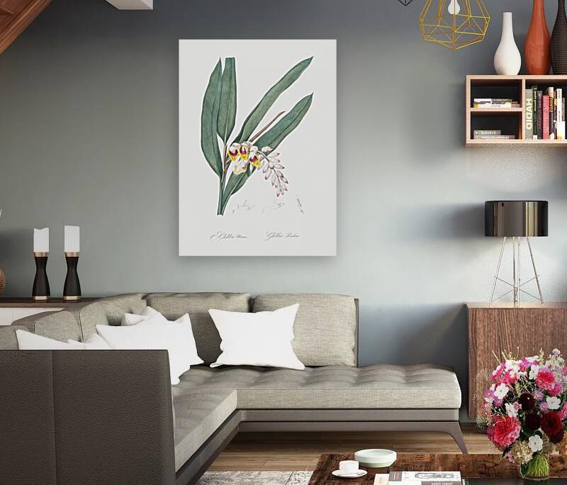 Shellflower illustration  Reproduction