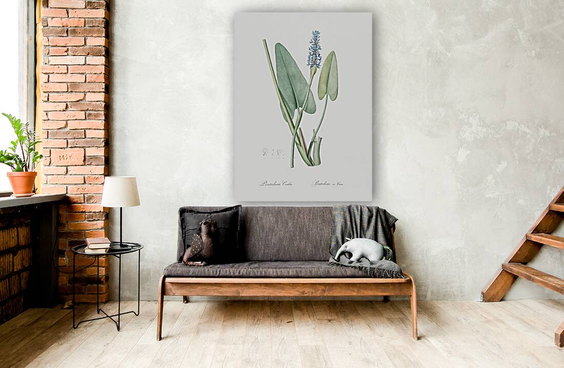 Pickerelweed illustration  Reproduction