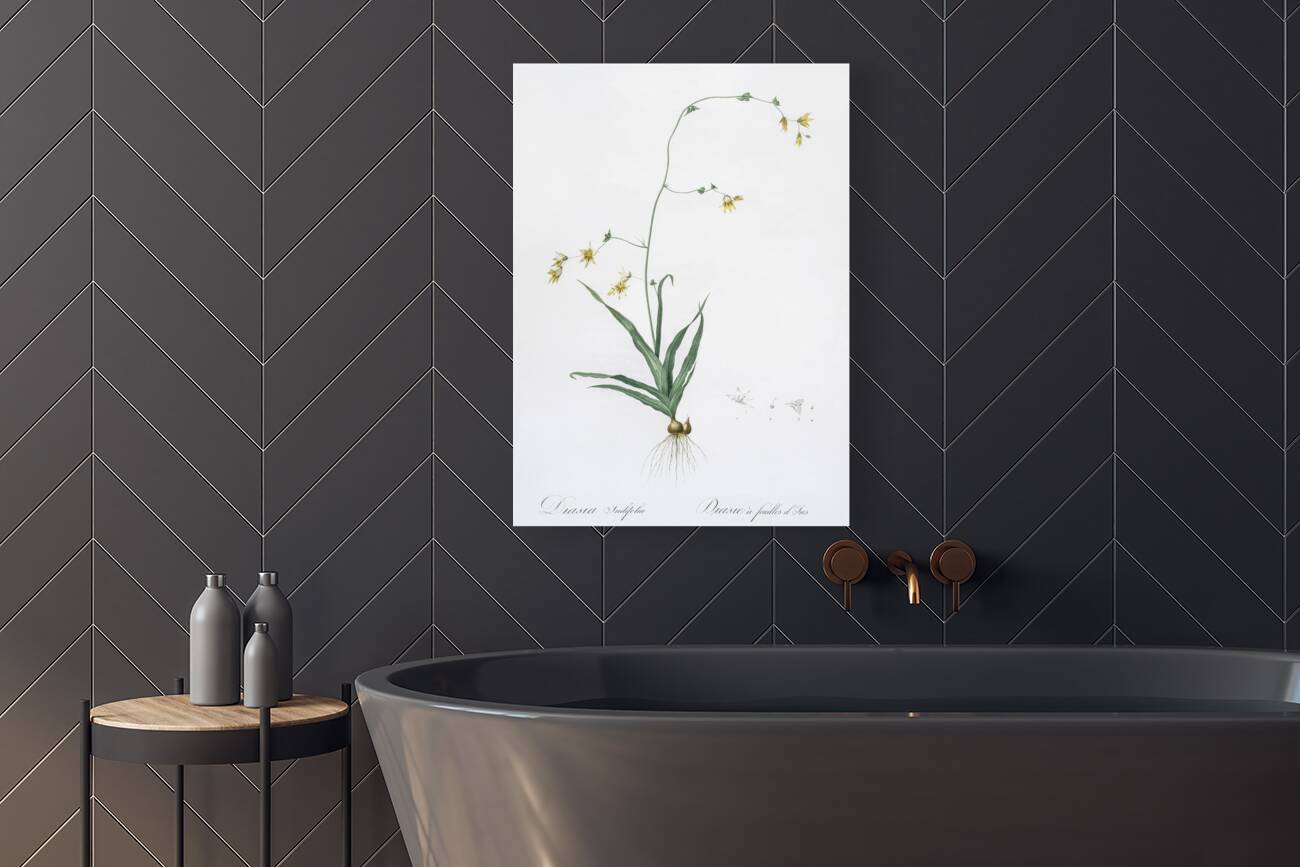 Diasia iridifolia illustration  Reproduction