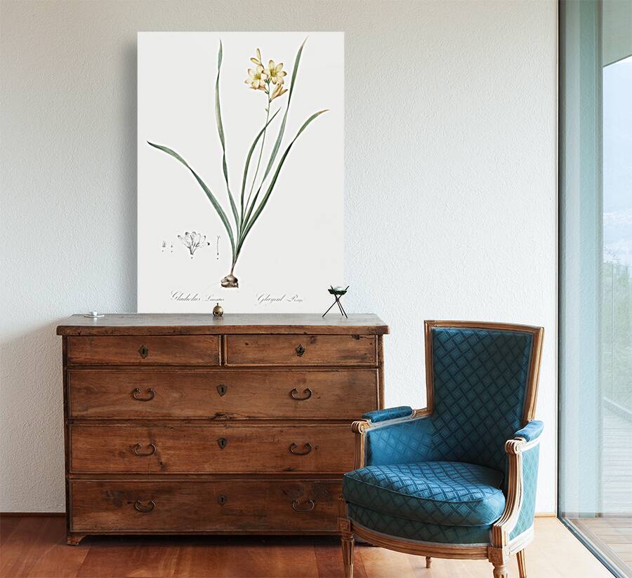 Gladiolus lineatus illustration  Reproduction