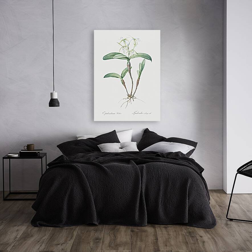 Fringed Star Orchid illustration  Reproduction