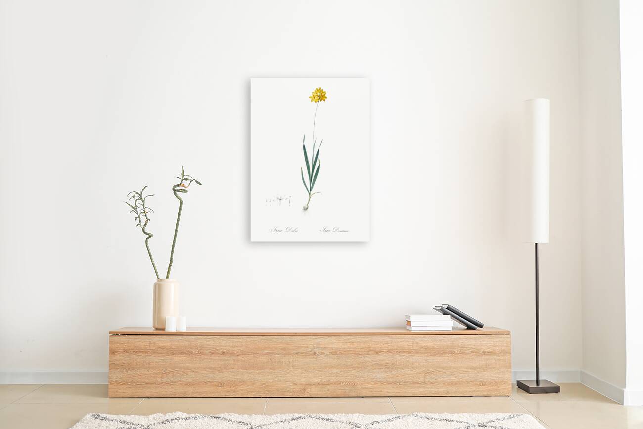 Orange Ixia illustration  Reproduction