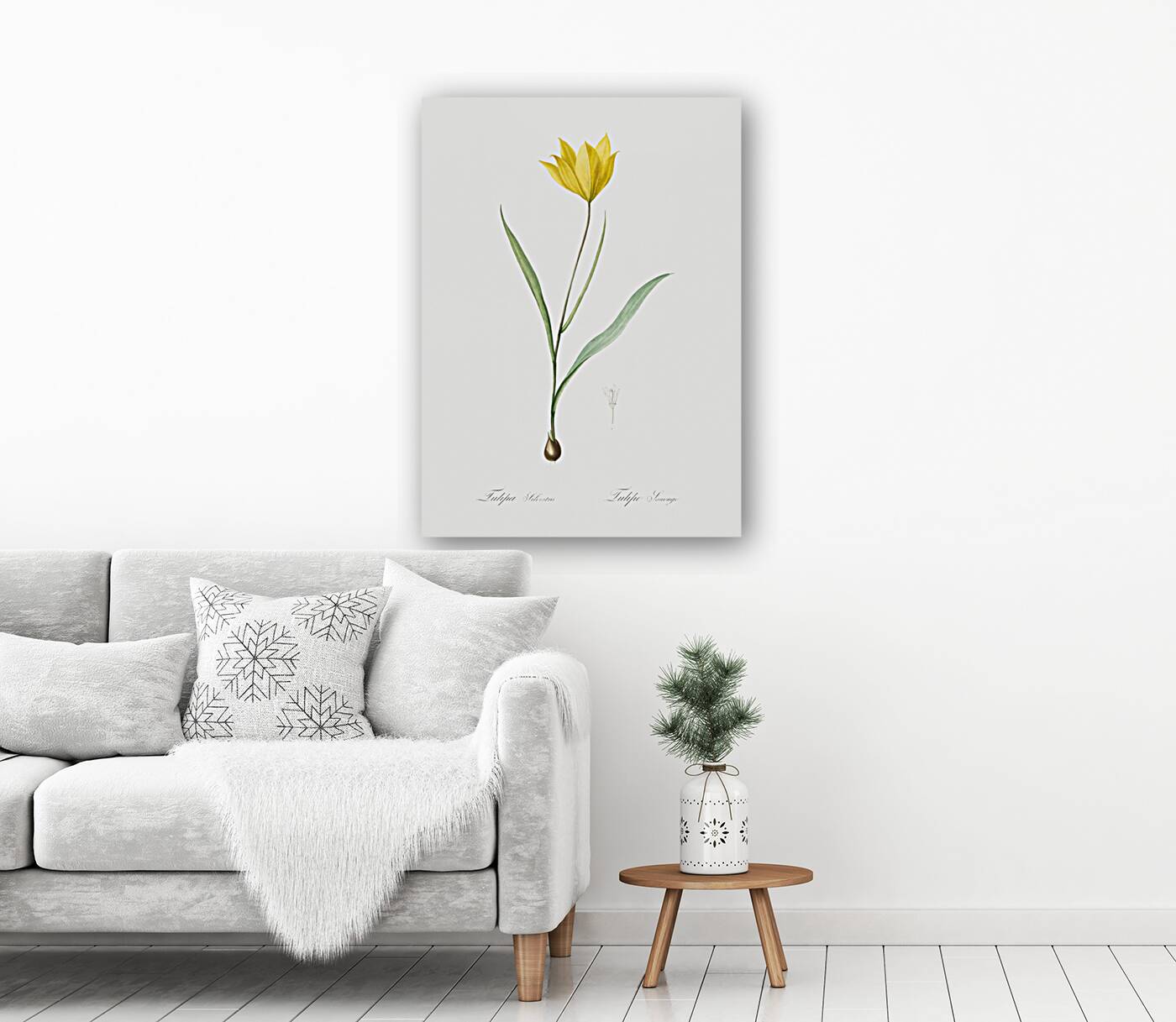 Tulipa sylvestris illustration  Reproduction
