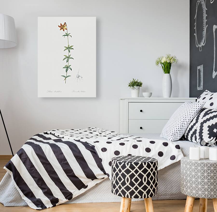 Lilium penduliflorum illustration  Reproduction