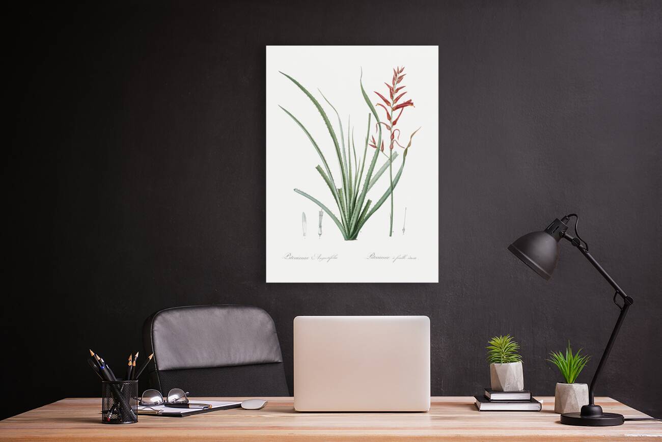 Pitcairnia angustifolia illustration  Reproduction