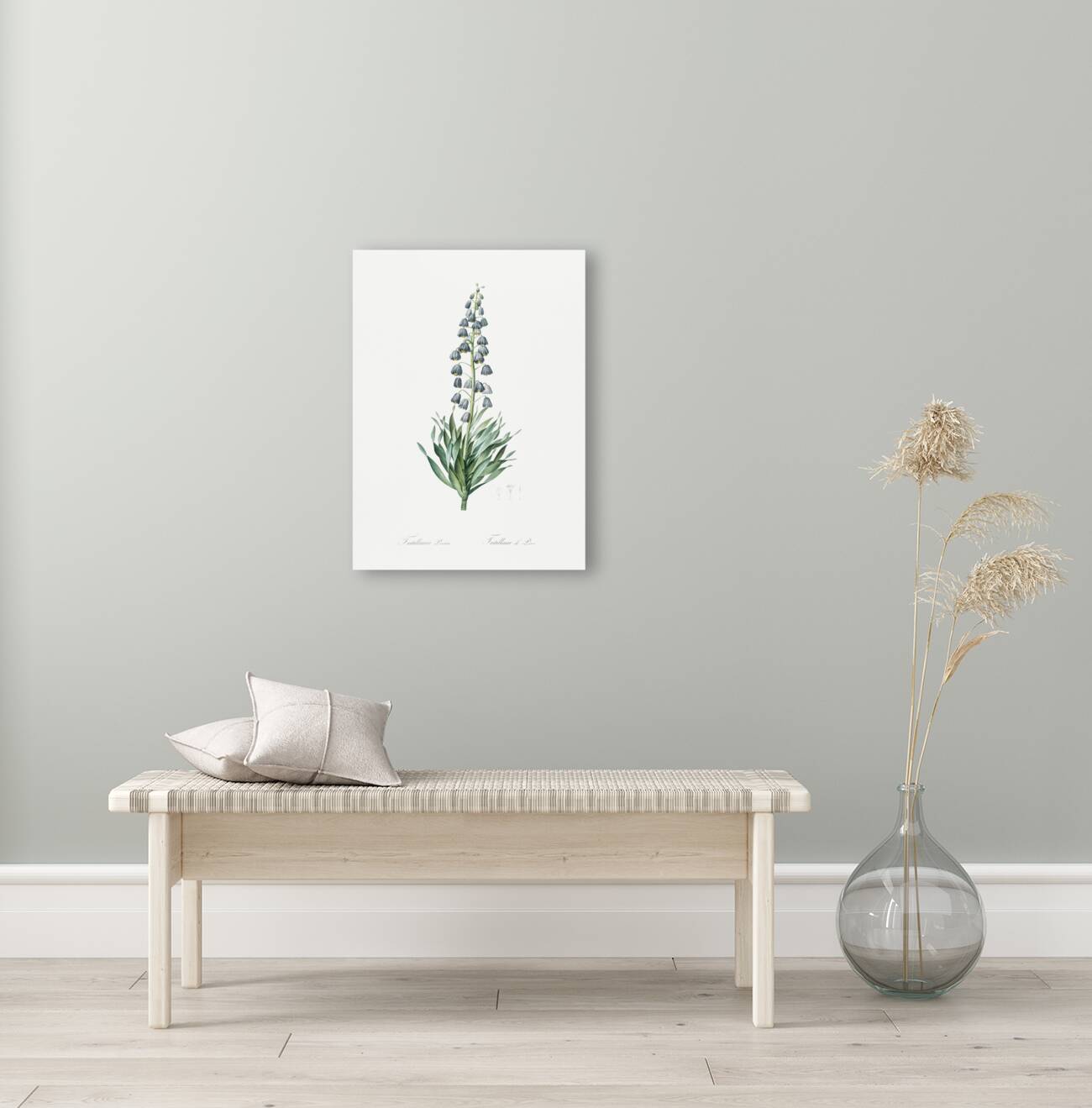 Persian lily illustration Reproduction