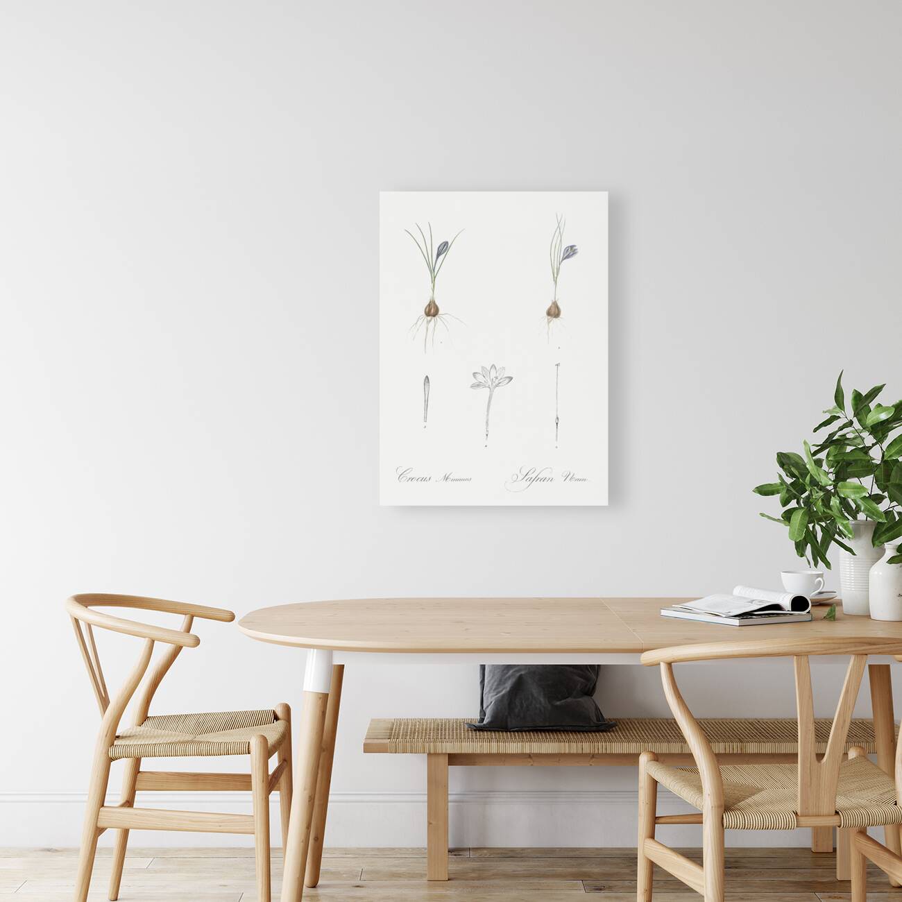 Crocus illustration  Reproduction