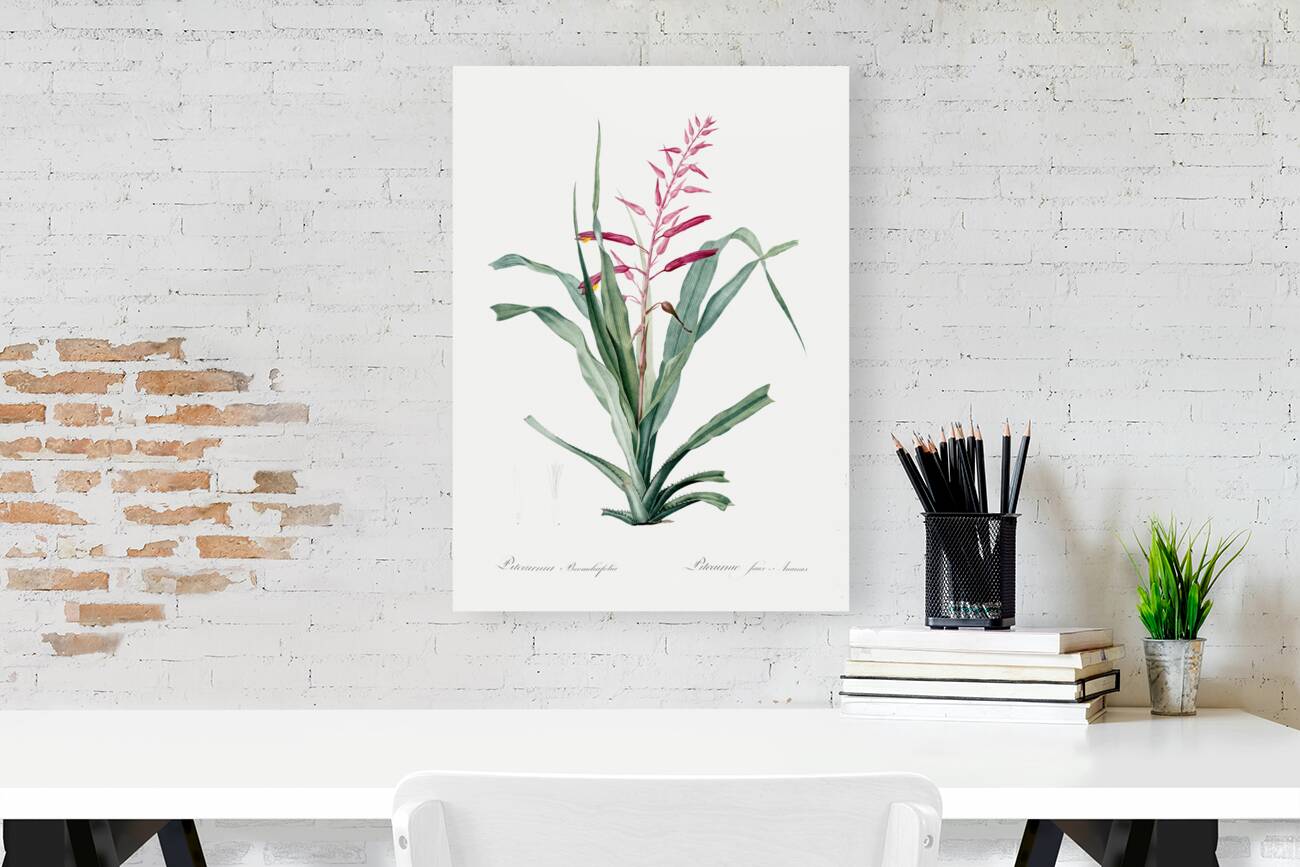 Pitcairnia bromeliaefolia illustration  Reproduction