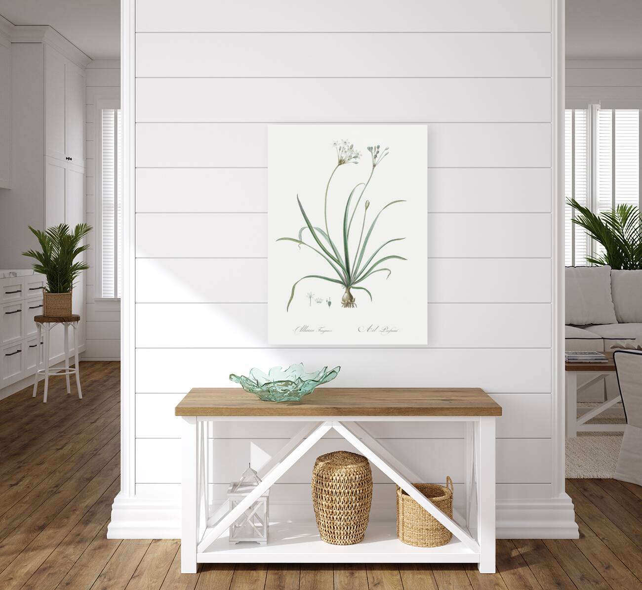 Allium fragrans illustration  Reproduction