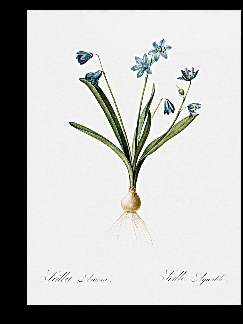 Scilla amoena illustration  Reproduction