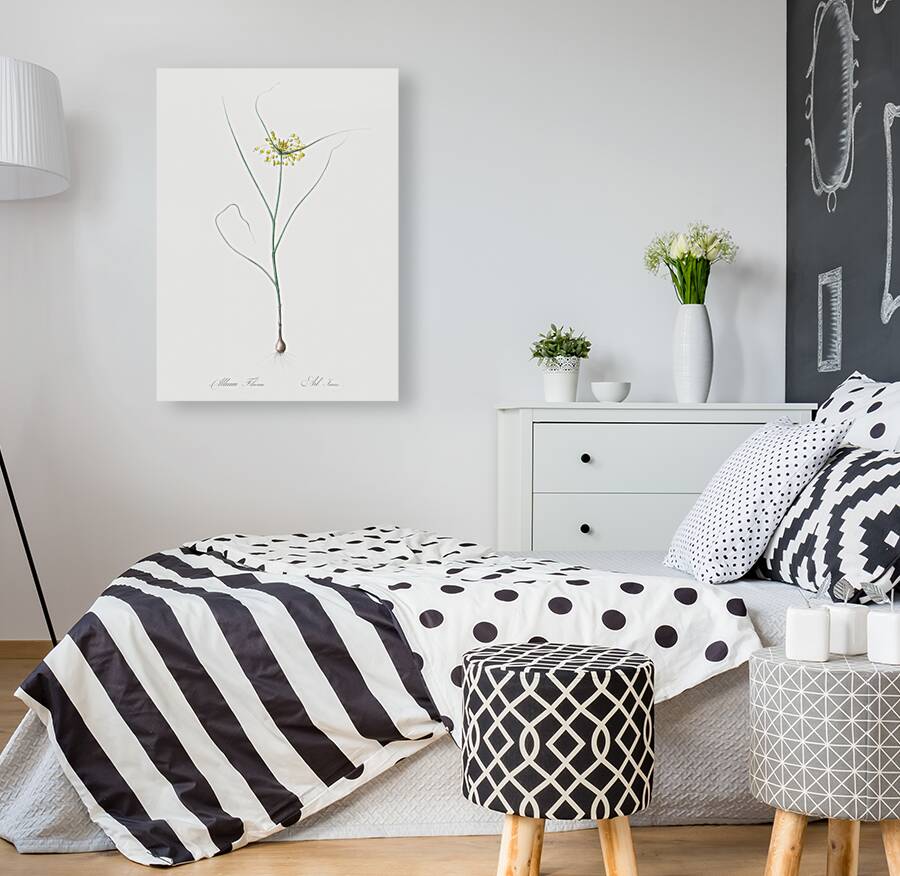 Small yellow onion illustration  Reproduction