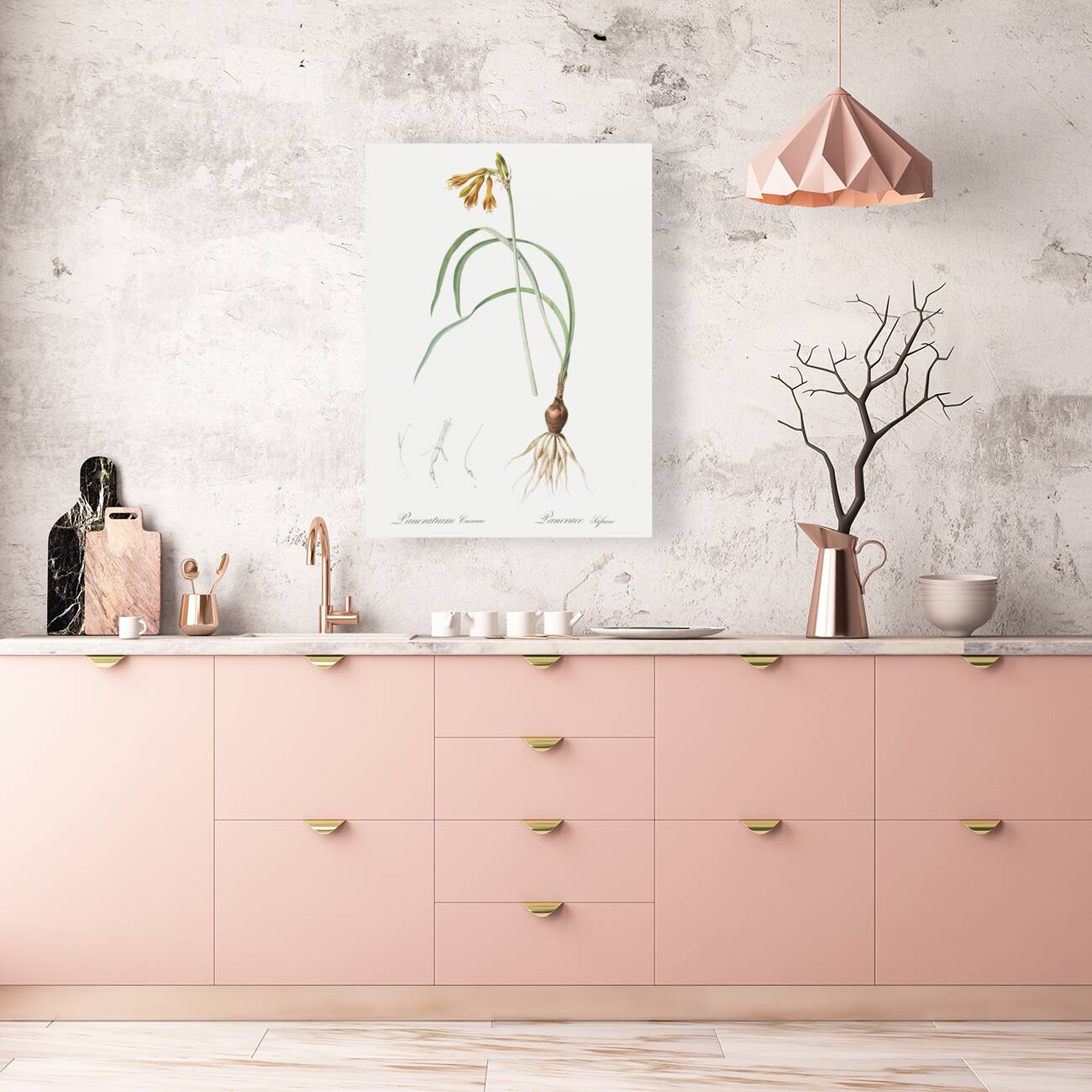 iPancratium croceum llustration  Reproduction