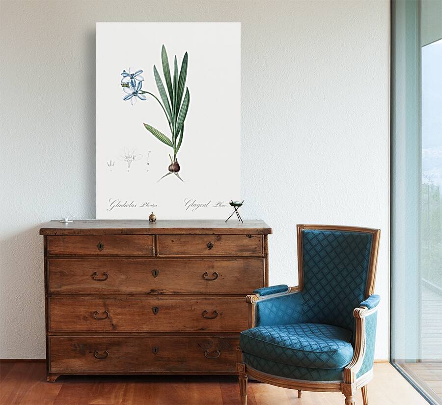 Gladiolus plicatus illustration  Reproduction