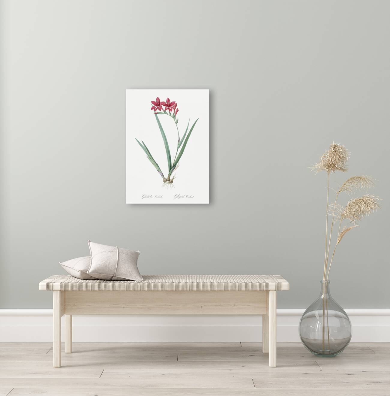 Gladiolus cardinalis illustration  Reproduction
