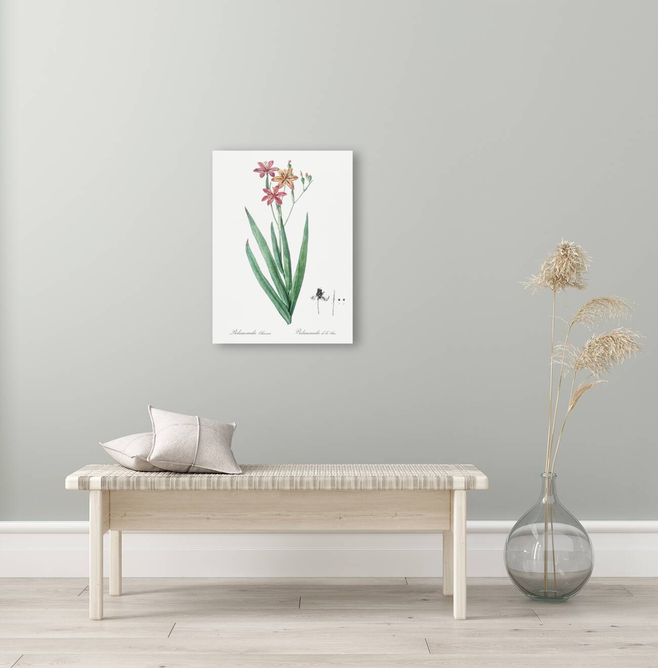 Blackberry Lily illustration  Reproduction