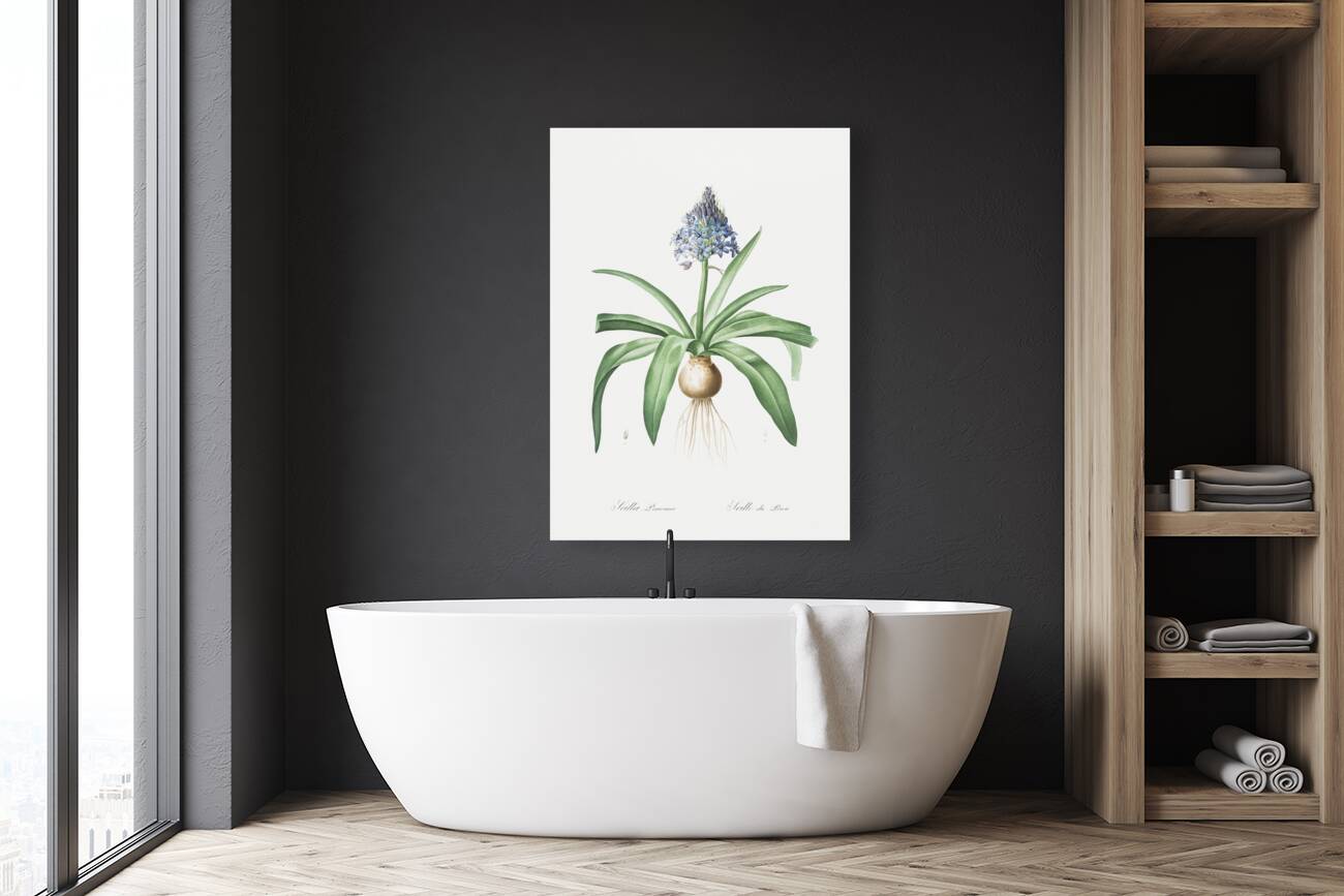 Portuguese squill illustration  Reproduction