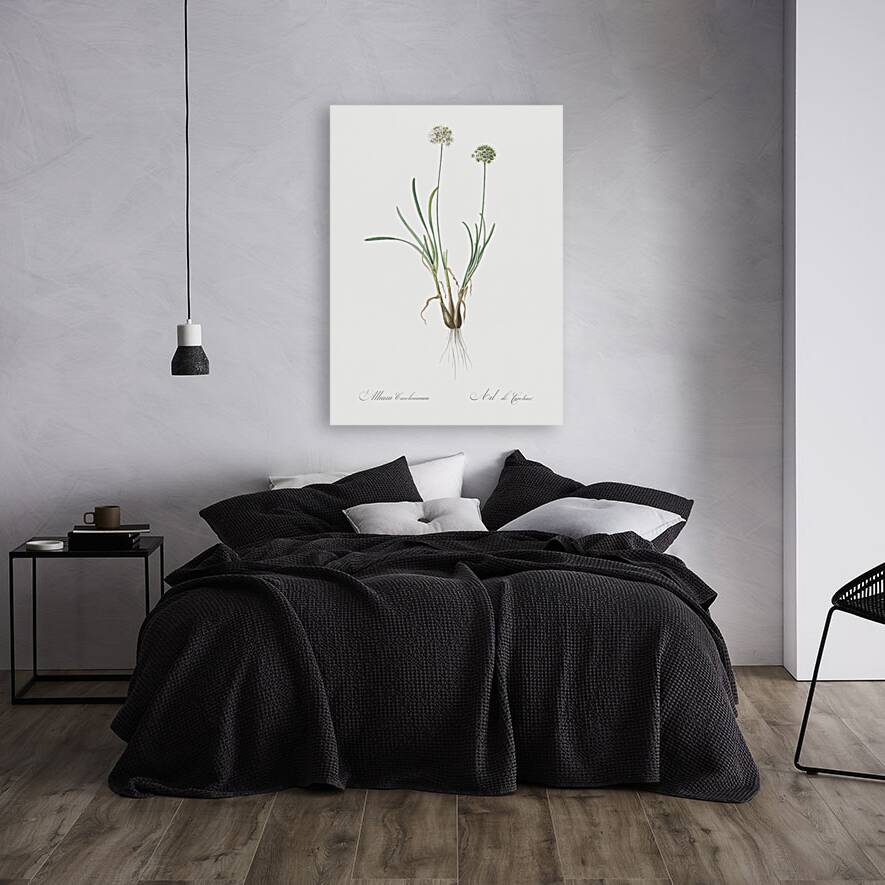 Allium carolinianum illustration  Reproduction