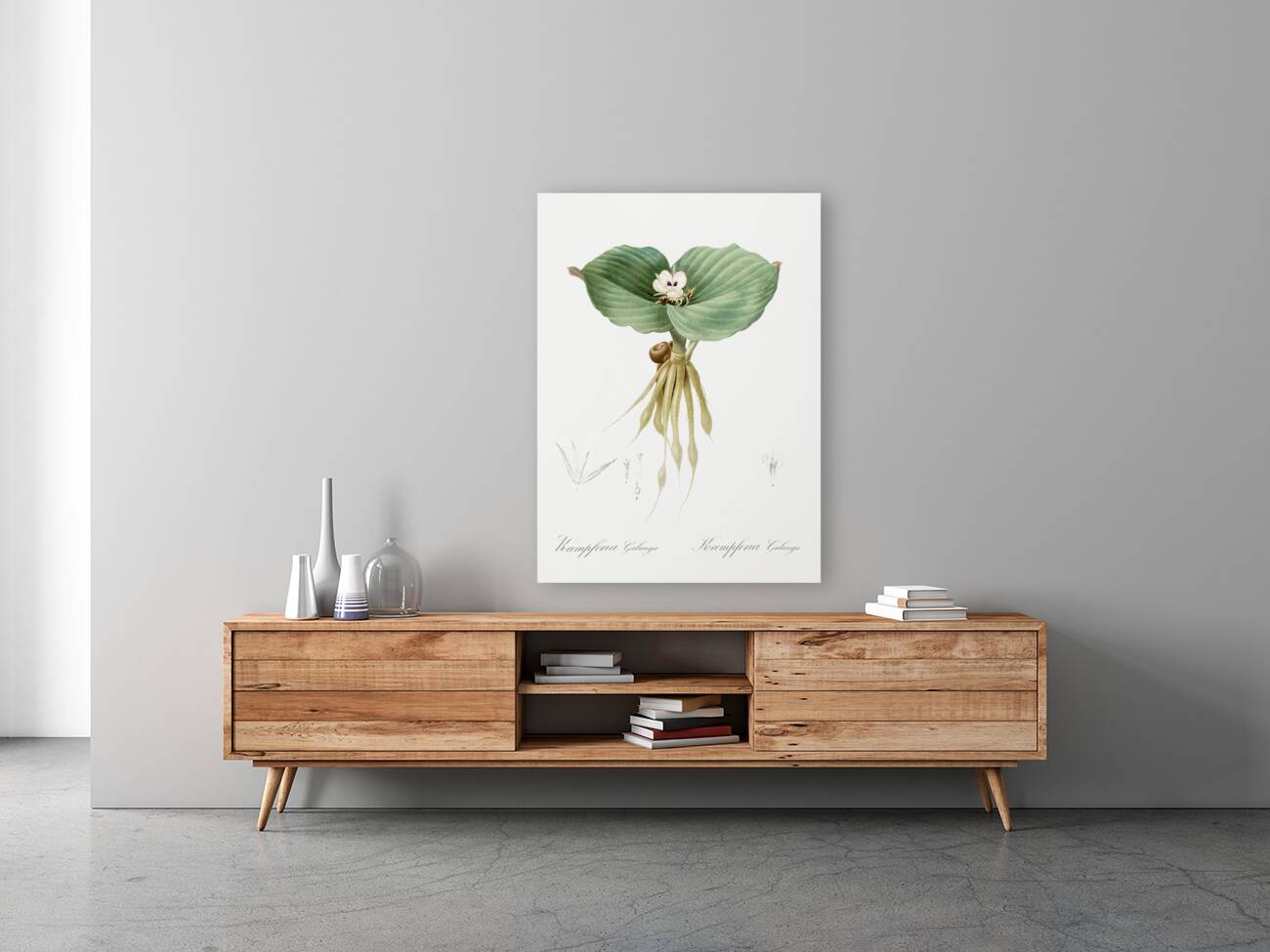 Sand ginger illustration  Reproduction