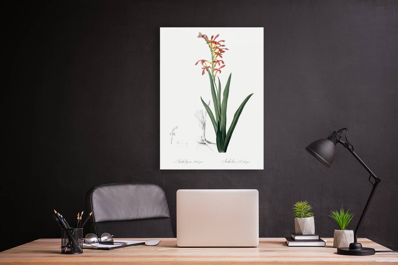 Antholyza aethiopica illustration  Reproduction