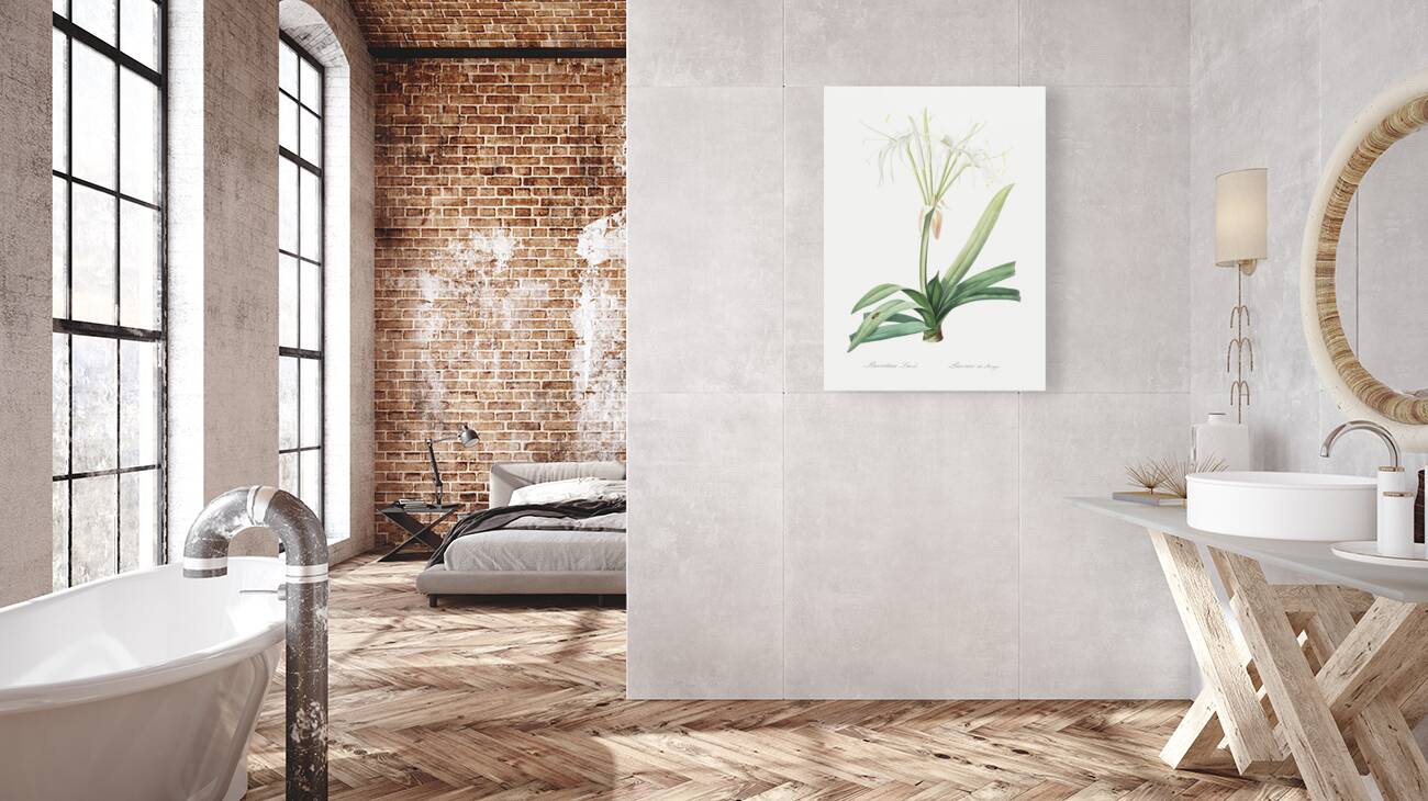 Pancratium littorale illustration  Reproduction