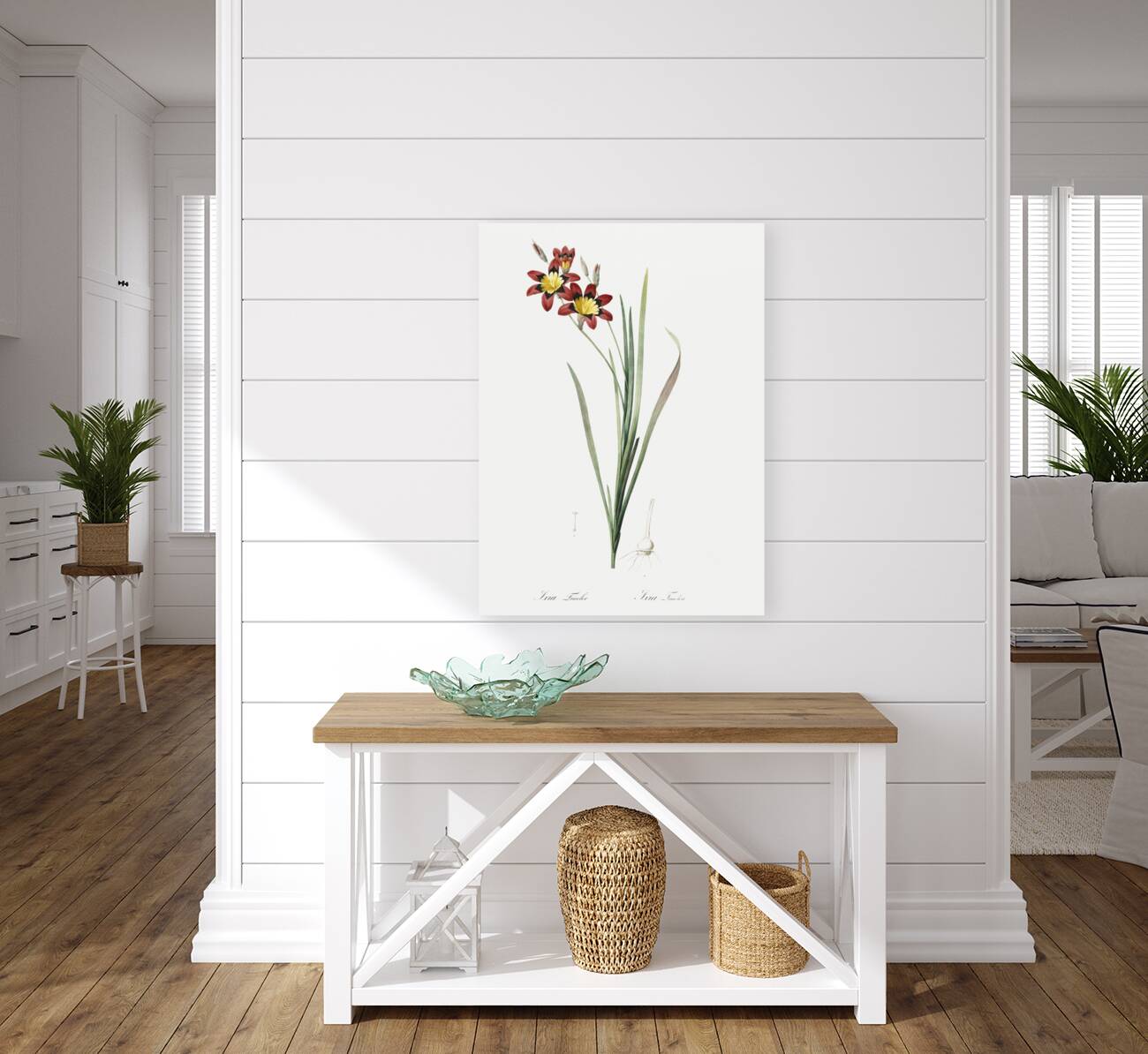 Ixia tricolor illustration  Reproduction