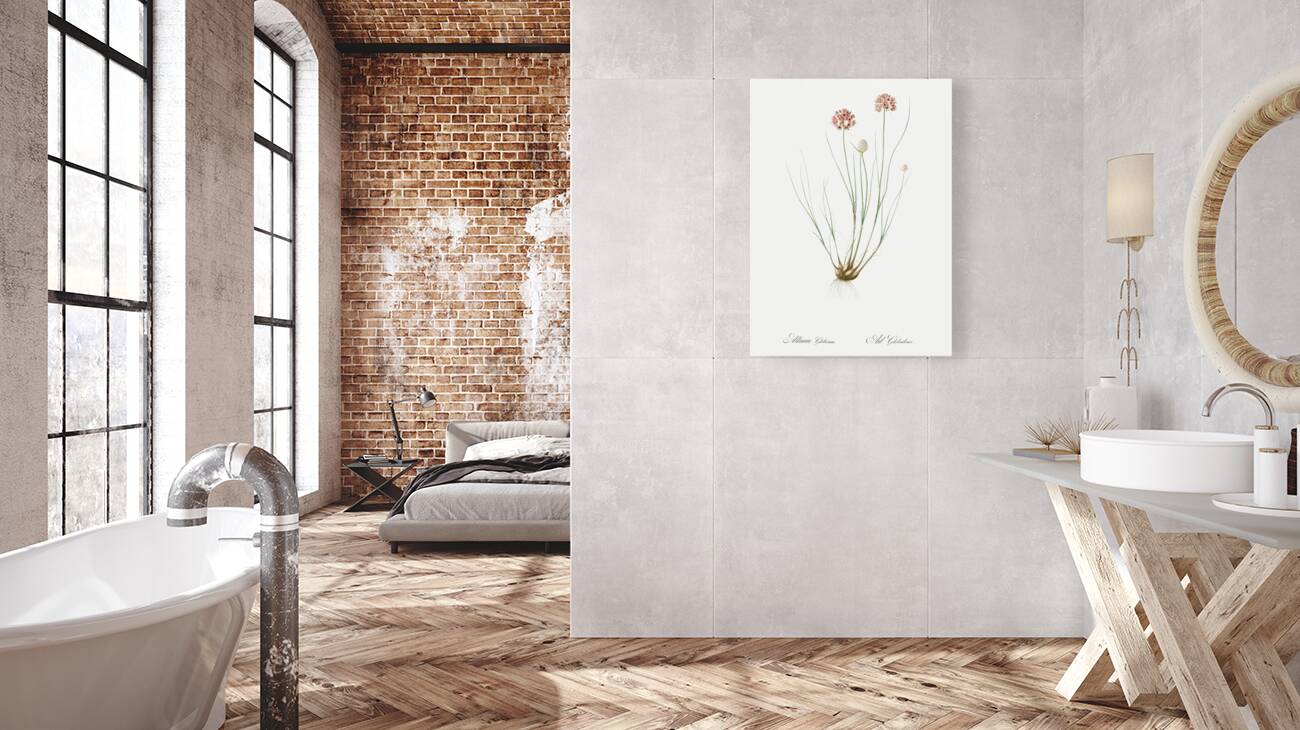 Allium globosum illustration  Reproduction