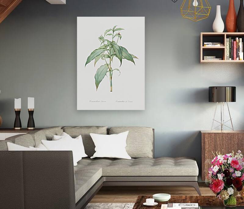 Commelina zanonia illustration  Reproduction