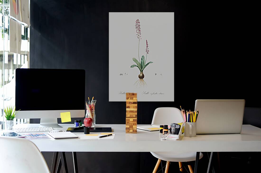 Scilla obtusifolia illustration  Reproduction