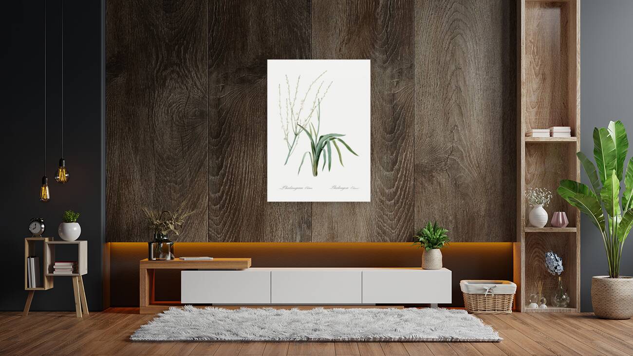 Phalangium elatum illustration  Reproduction