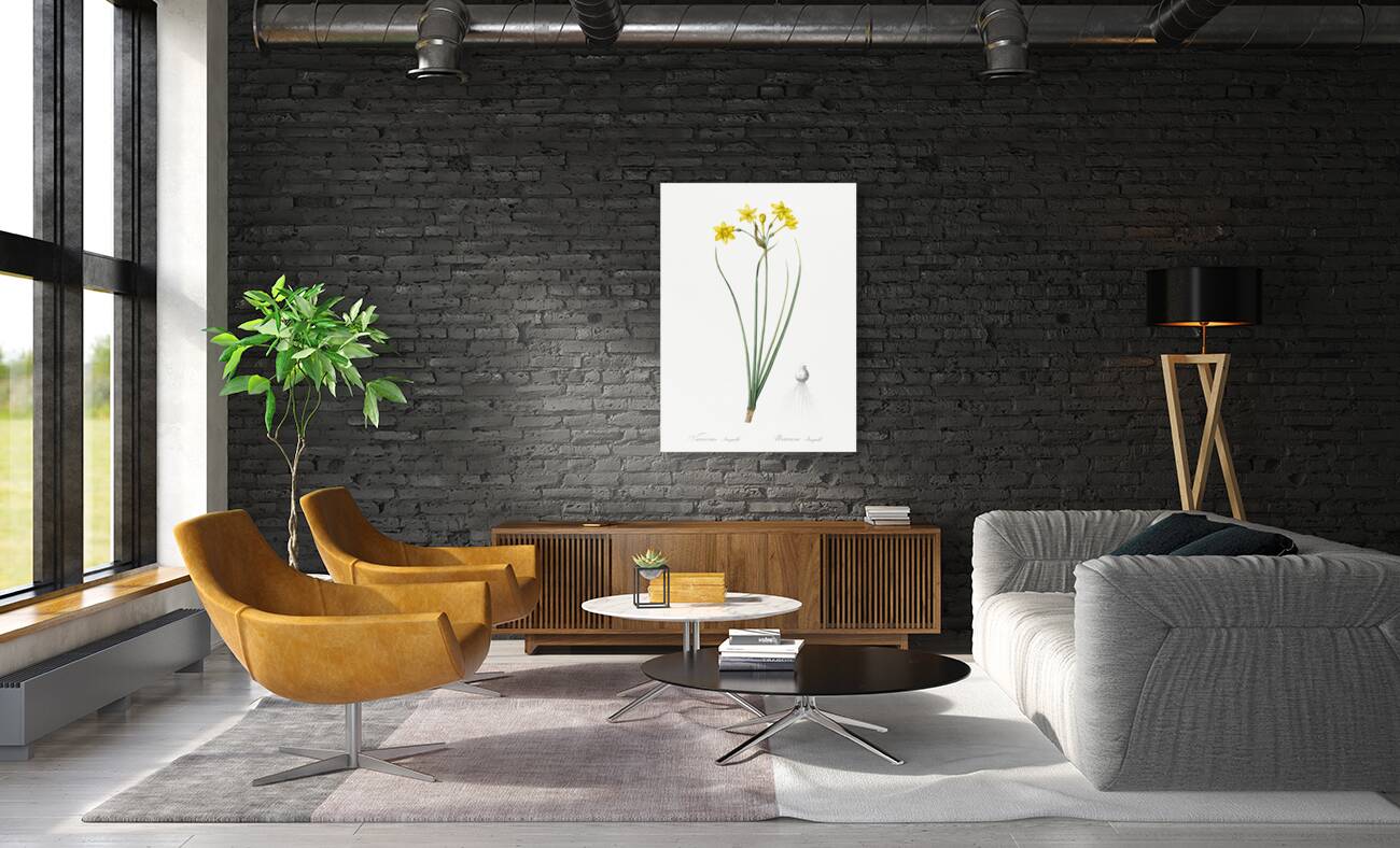 Rush daffodil illustration  Reproduction