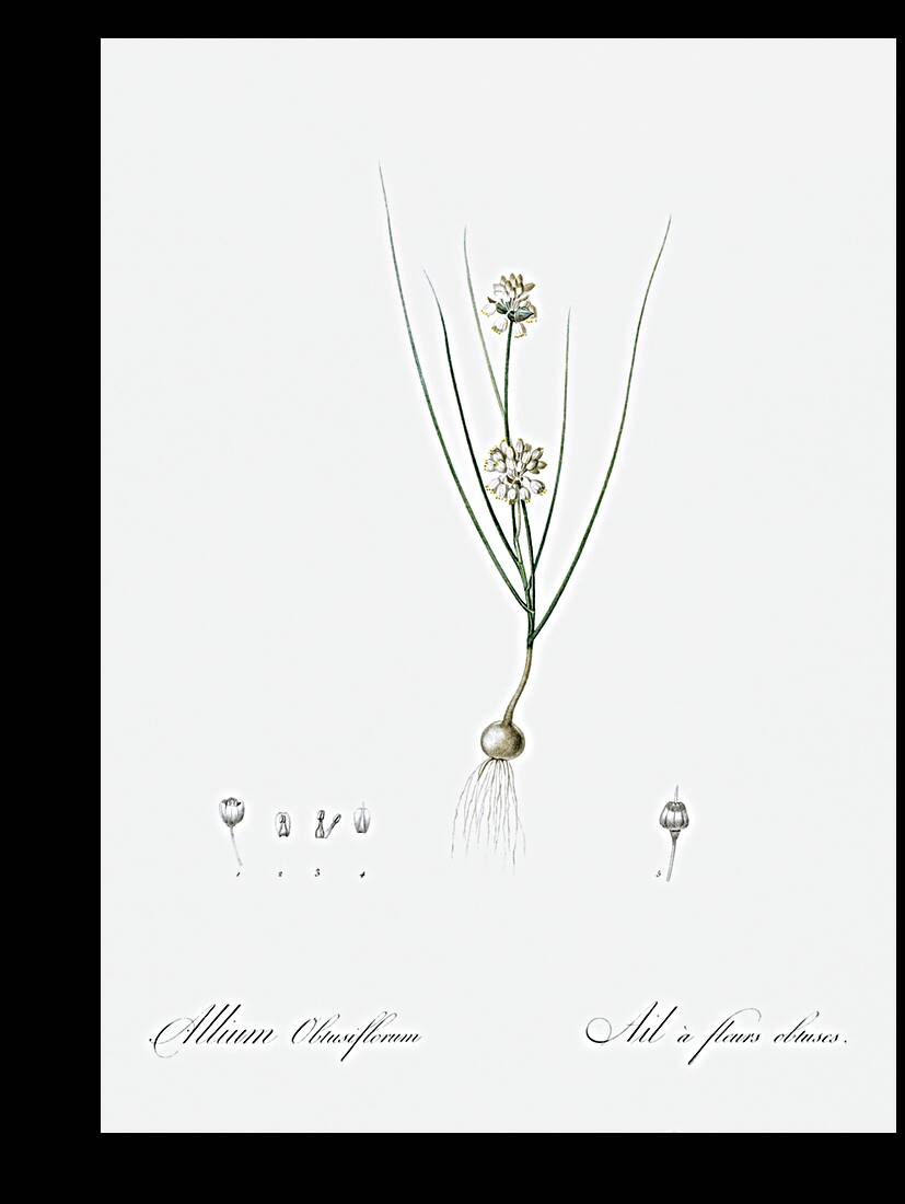 Allium obtusiflorum illustration  Reproduction