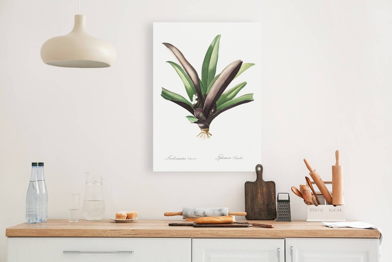 Boat lily illustration  Reproduction
