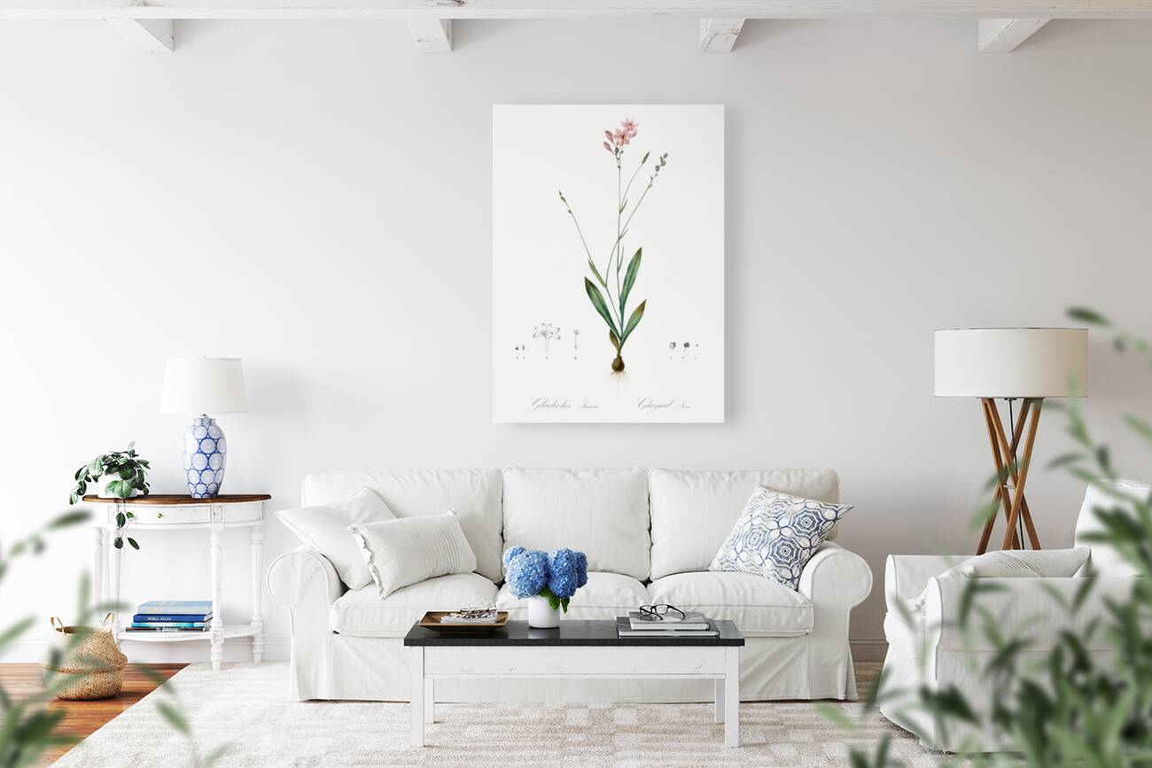 Gladiolus junceus illustration  Reproduction