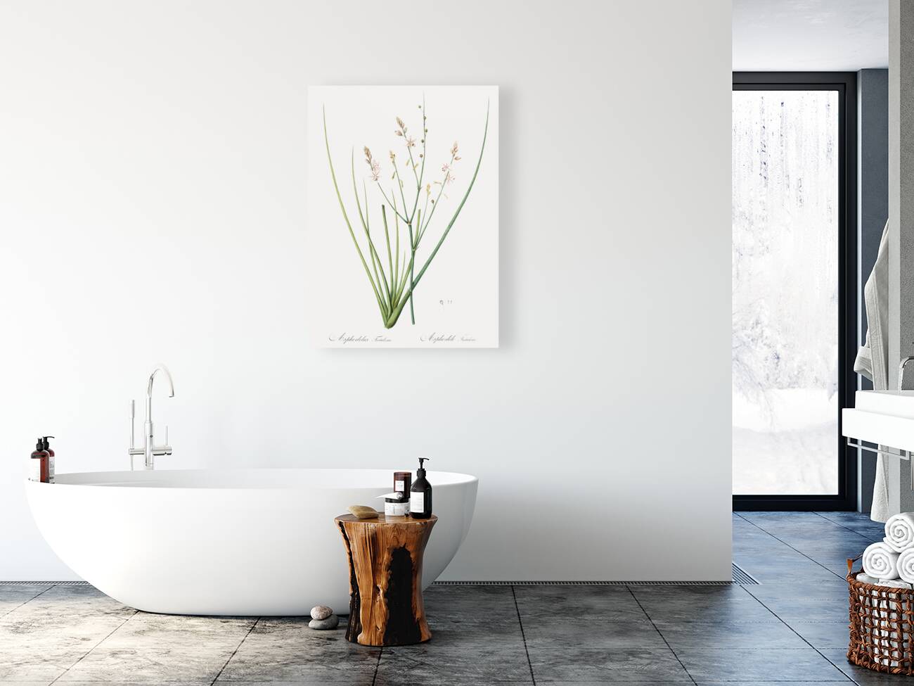 Asphodelus fistulosus illustration  Reproduction