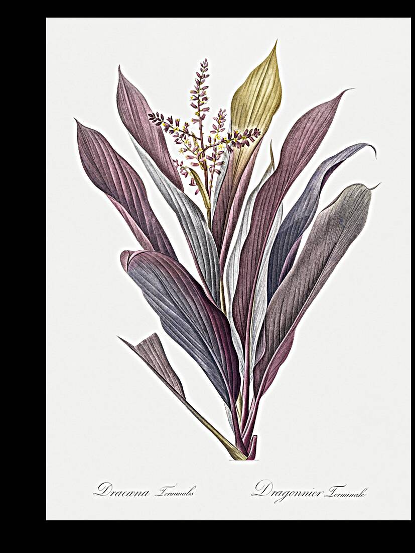 Cordyline fruticosa illustration  Reproduction