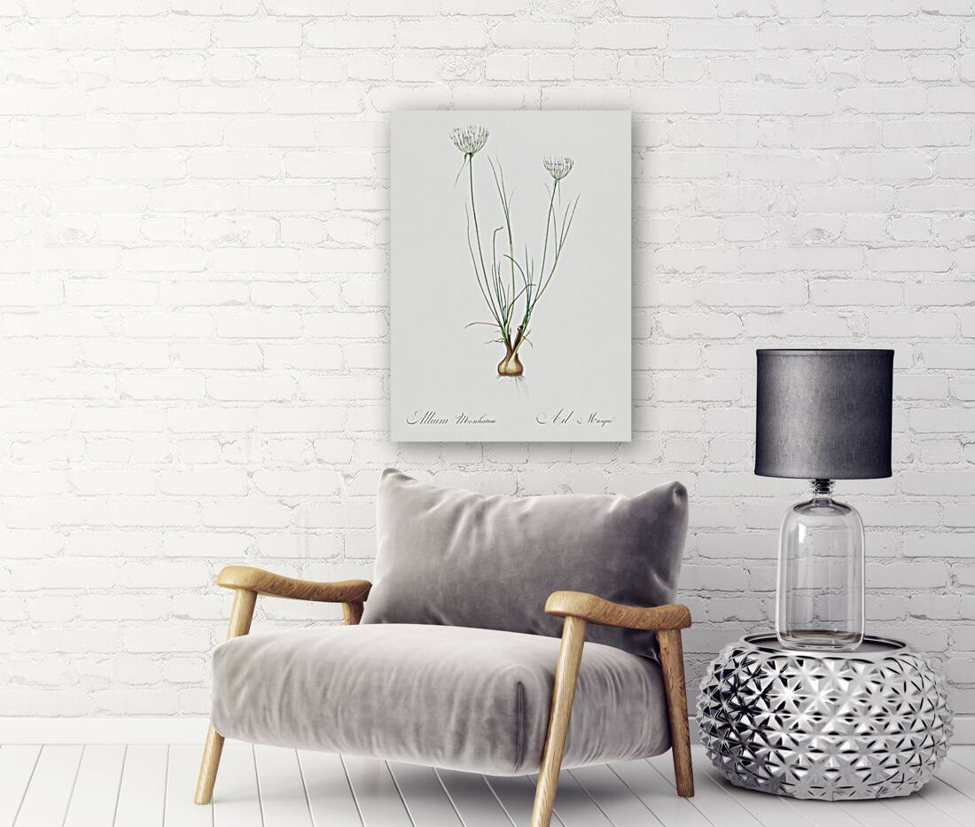 Cordyline fruticosa illustration  Reproduction