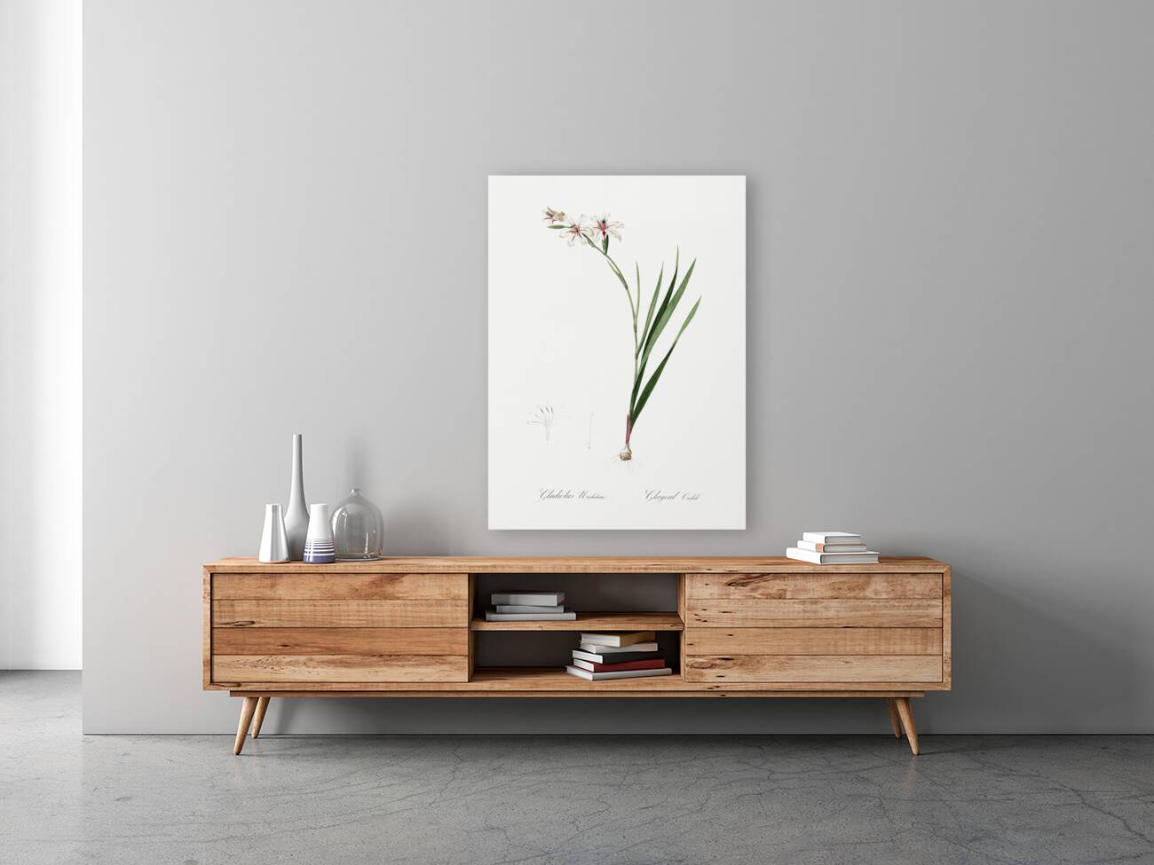 Gladiolus illustration  Reproduction