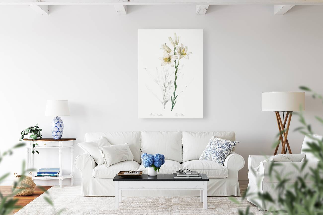 Madonna lily illustration  Reproduction