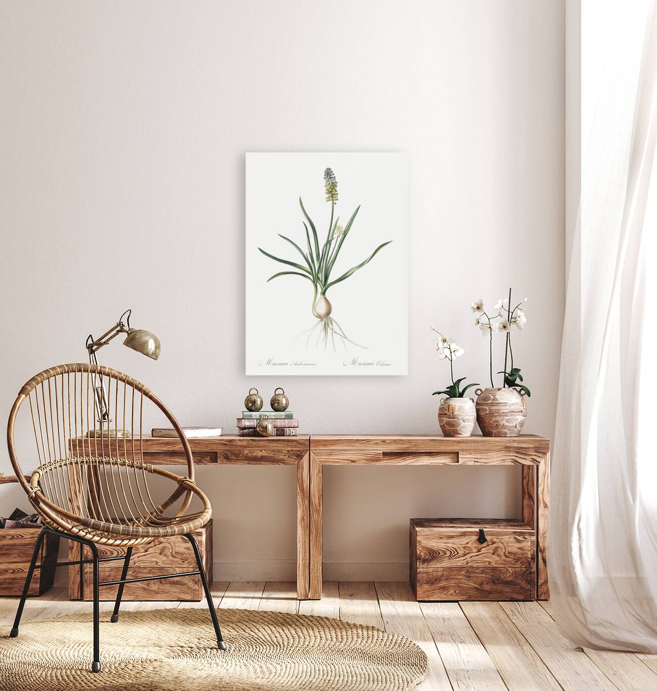 Muscari ambrosiacum illustration  Reproduction