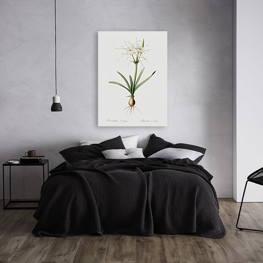 Streambank spiderlily Pancratium disciforme illustration  Reproduction