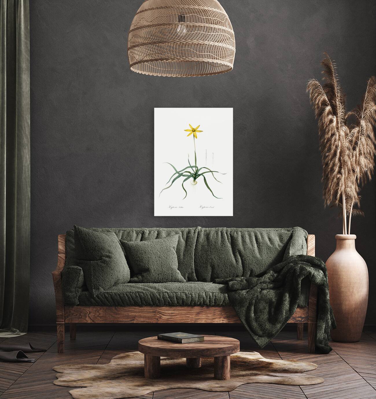 Hypoxis stellata illustration  Reproduction