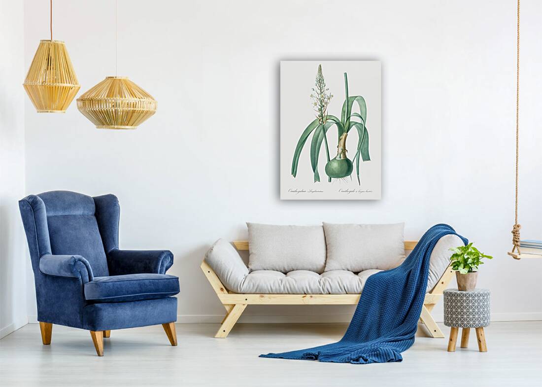 Pregnant onion illustration  Reproduction