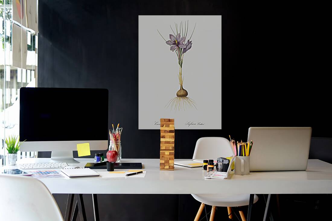 Crocus sativus illustration  Reproduction