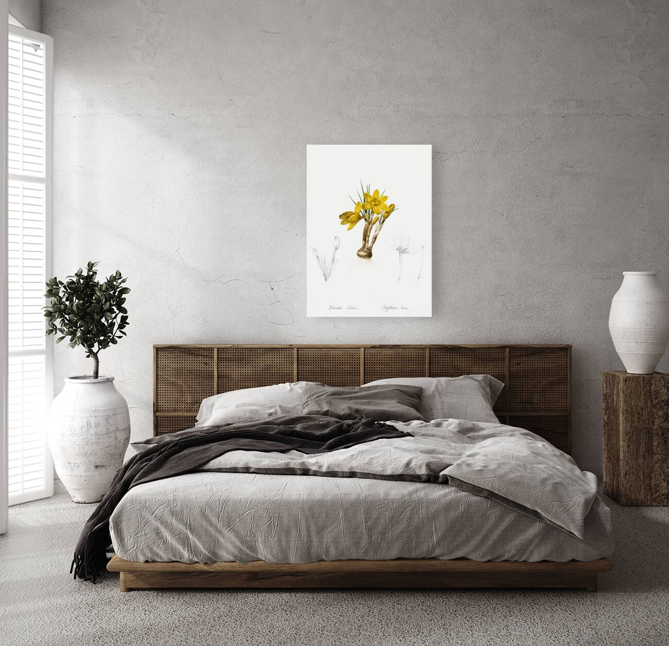 Crocus luteus illustration  Reproduction