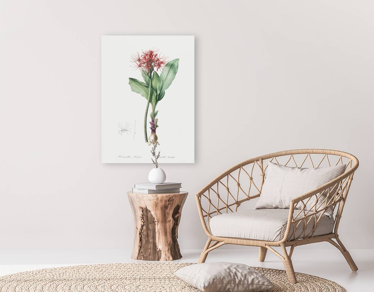 Blood lily illustration  Reproduction