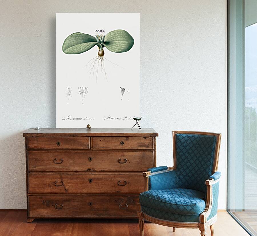 Massonia pustulata illustration  Reproduction