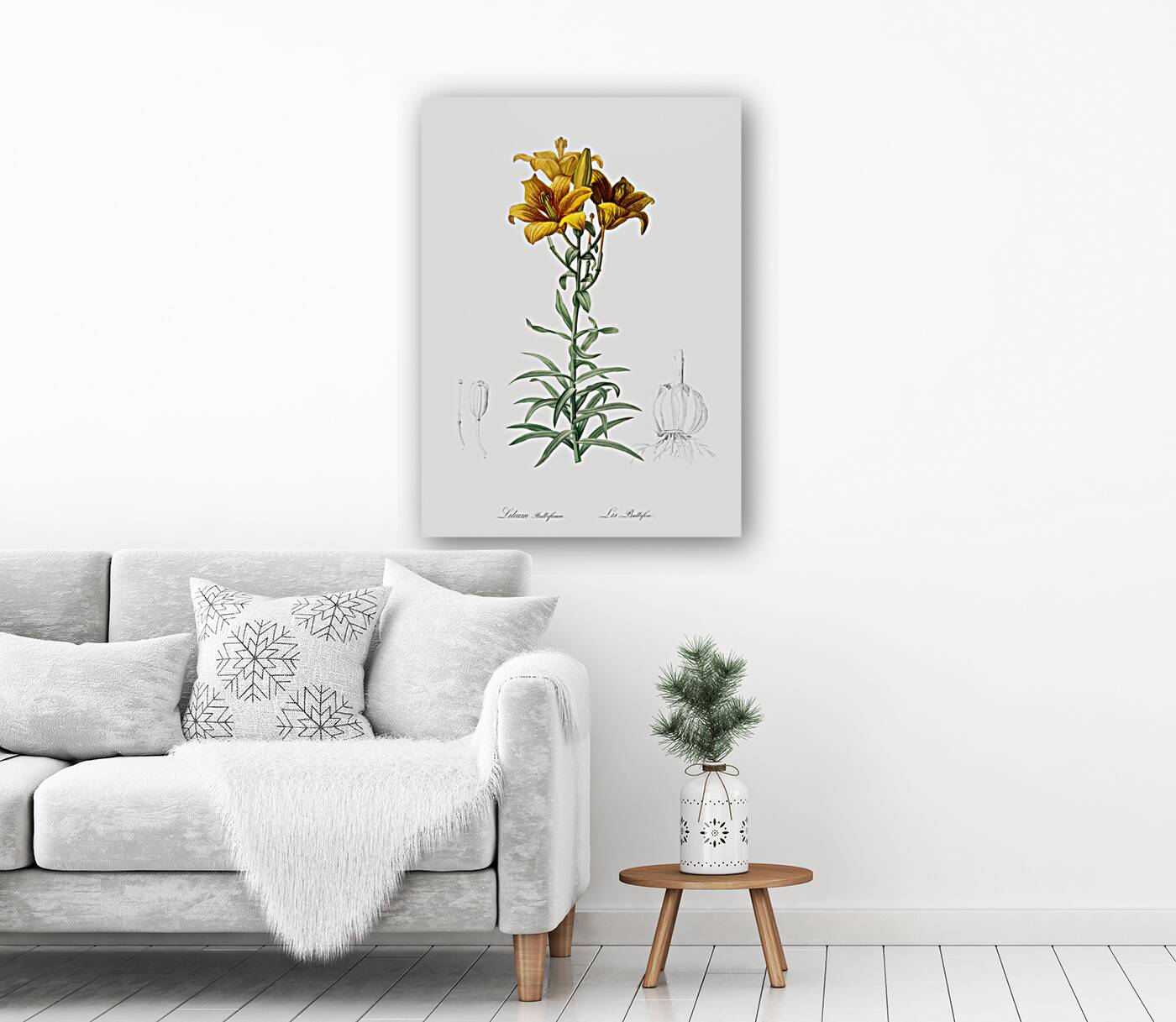 Fire lily illustration  Reproduction